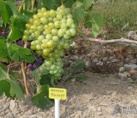 Zdjęcia rocznik 2015