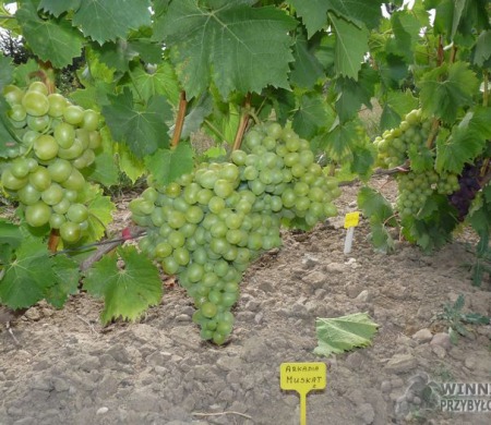 Zdjęcia rocznik 2015