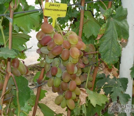 Zdjęcia rocznik 2015