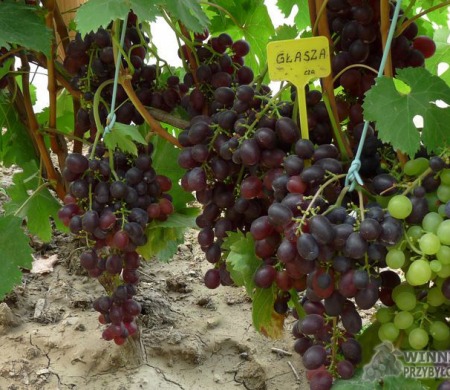 Zdjęcia rocznik 2015