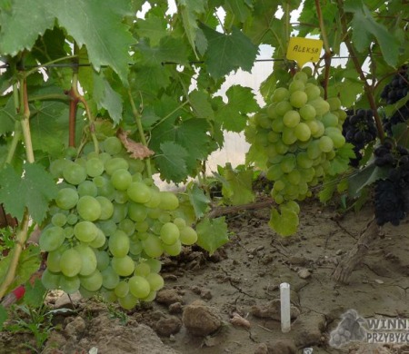 Zdjęcia rocznik 2015