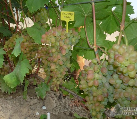 Zdjęcia rocznik 2015