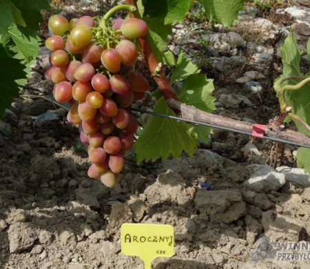 Zdjęcia rocznik 2015