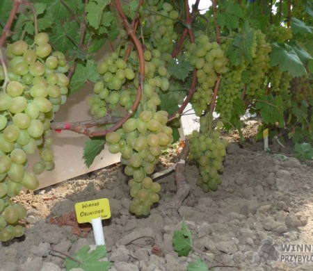 Zdjęcia rocznik 2015