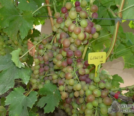 Zdjęcia rocznik 2015