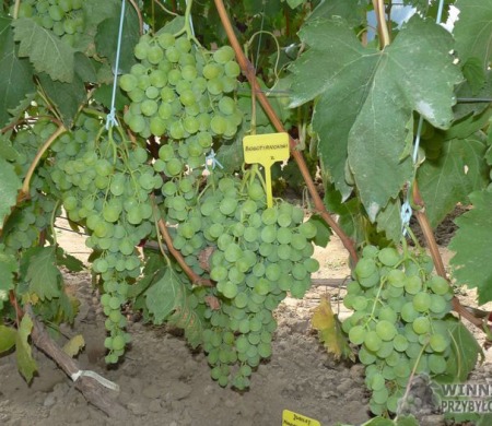 Zdjęcia rocznik 2015