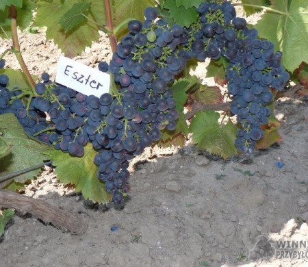 Zdjęcia rocznik 2015