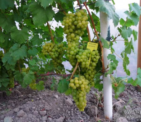 Zdjęcia rocznik 2015