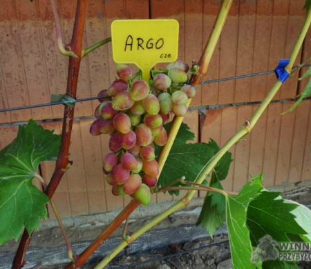 Zdjęcia rocznik 2015