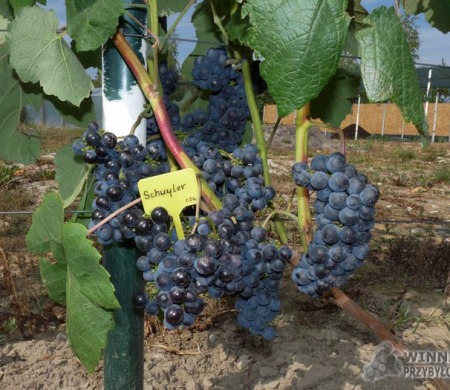 Zdjęcia rocznik 2015