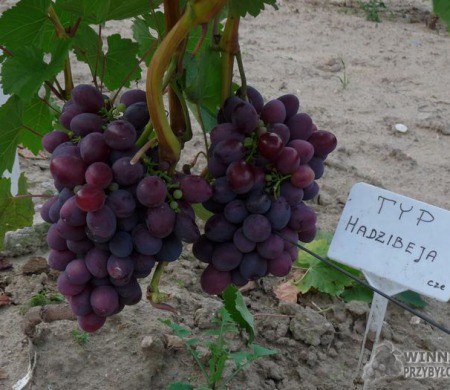 Zdjęcia rocznik 2015