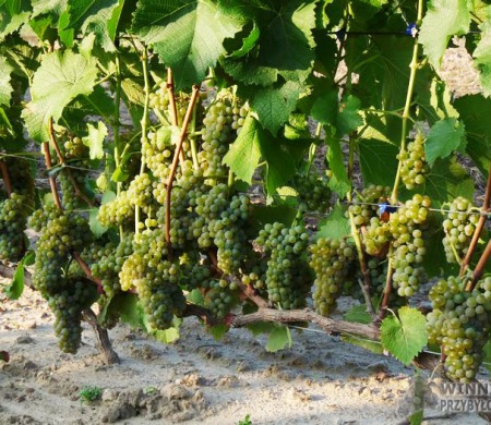 Zdjęcia rocznik 2015