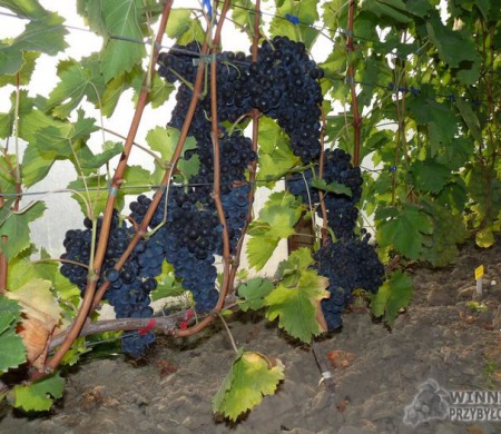 Nieznana - ogromne grona - tunel