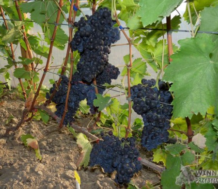 Nieznana czarna - piękna i pyszna