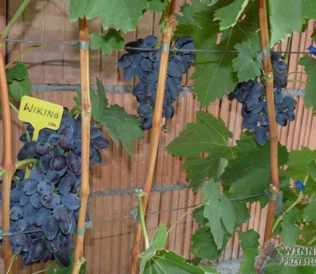 Zdjęcia rocznik 2015