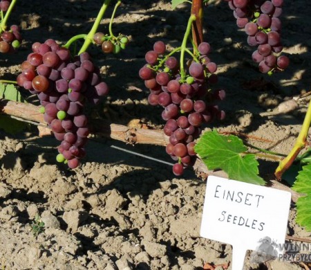 Zdjęcia rocznik 2015