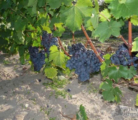 Nieznana - uprawa w gruncie