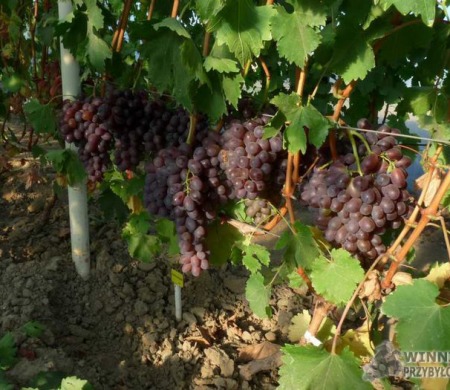 Ania - uprawa w tunelu