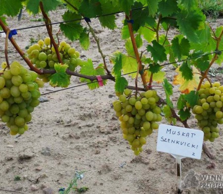 Zdjęcia rocznik 2015