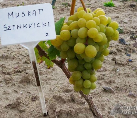 Zdjęcia rocznik 2015