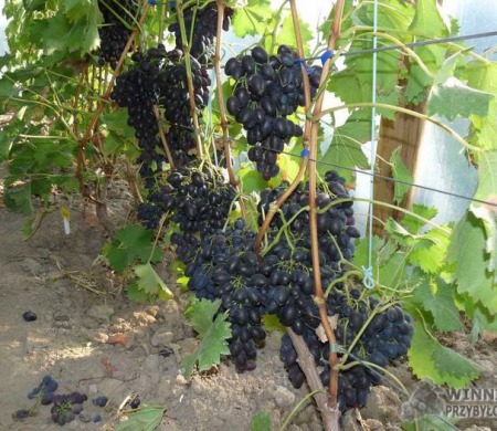 Nadieżda Azos - uprawa w tunelu