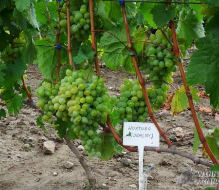 Zdjęcia rocznik 2015