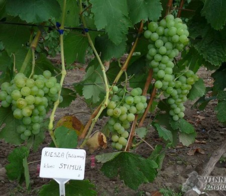 Zdjęcia rocznik 2015