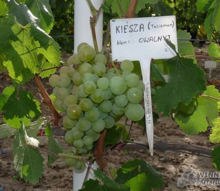 Zdjęcia rocznik 2015