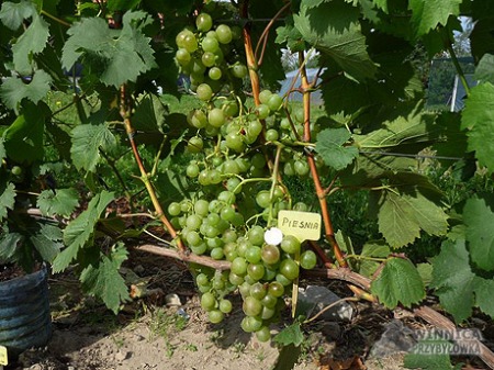 Piesnia