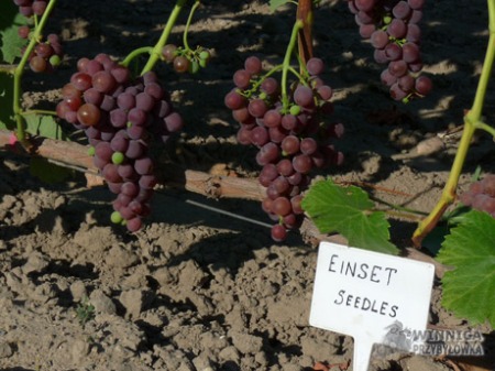 Einset Seedles
