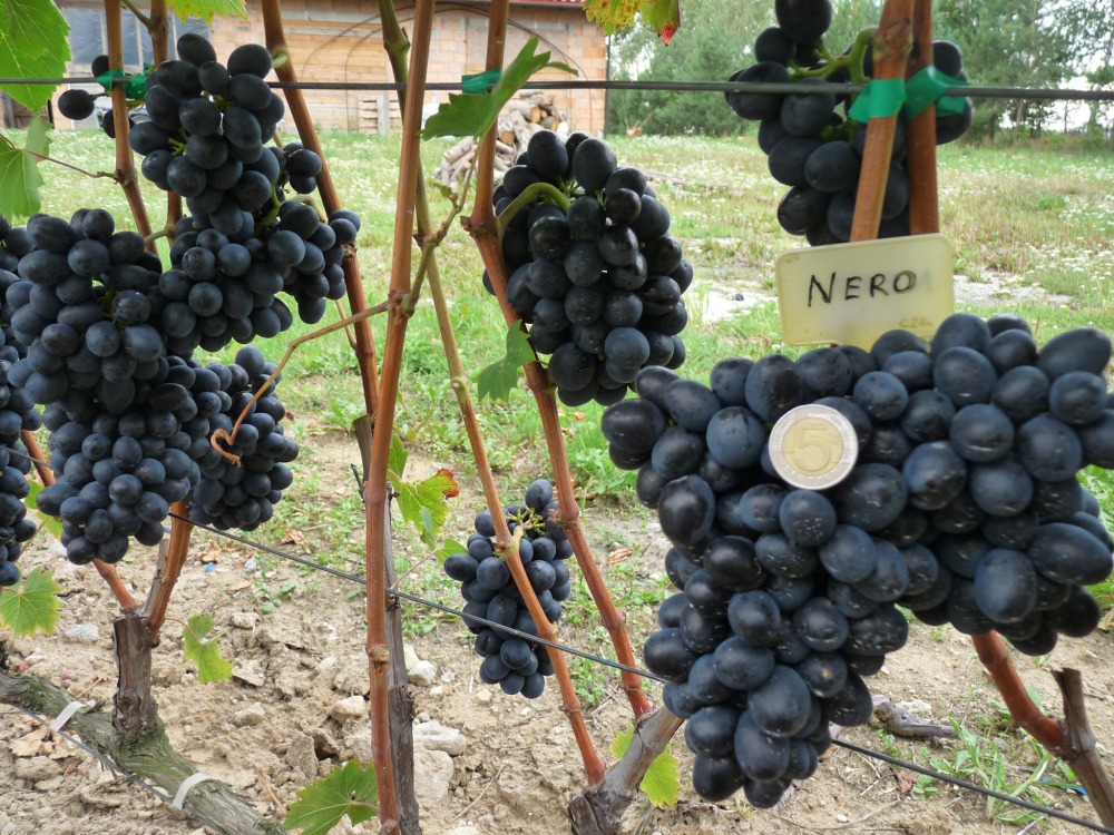 Nero - Winnica Przybyłówka - sadzonki winorośli