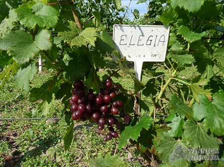Elegia