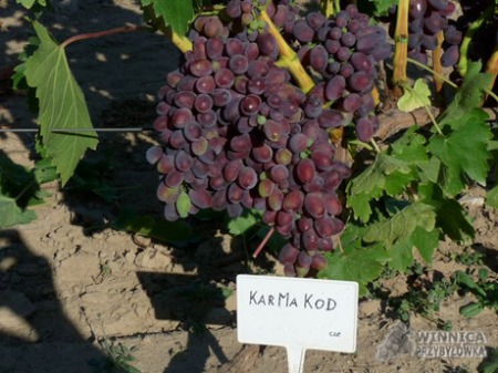 KarMaKod