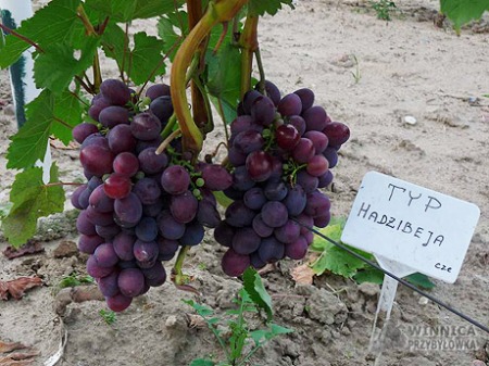 Typ Hadżibeja