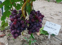 Typ Hadżibeja