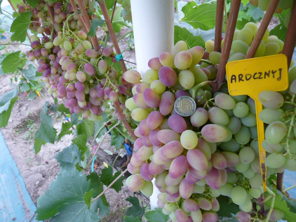 Arocznyj - Winnica Przybyłówka - sadzonki winorośli