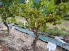 Ozon w gruncie forma dwuramienna 26 gron, niesamowita odmiana